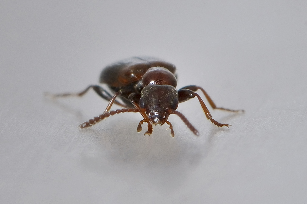 Anthicidae:  Omonadus floralis